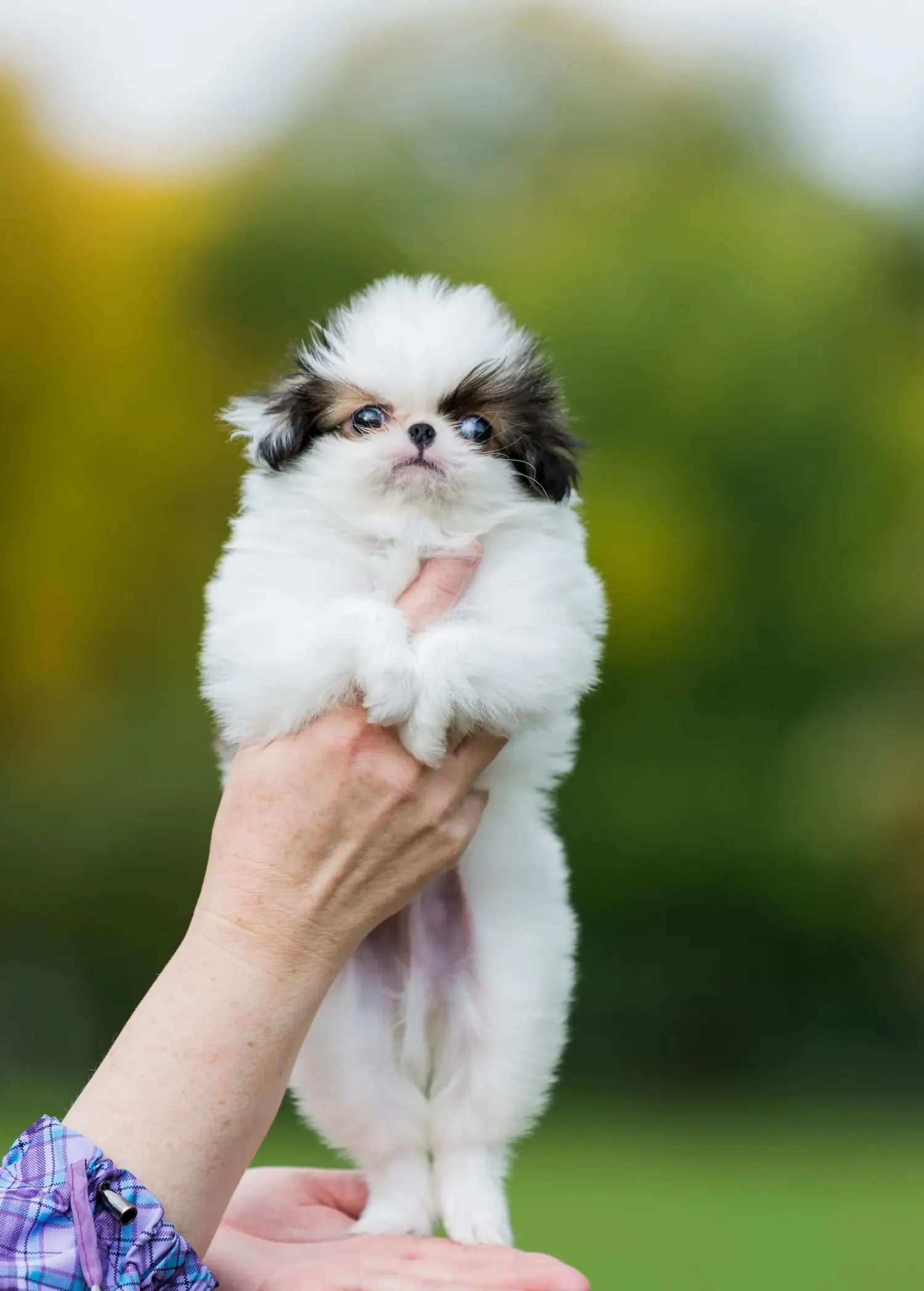 Comprar um cachorro Chinês do Japão significa assumir a responsabilidade! Comprar cachorros Chin do Japão.