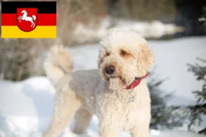 Read more about the article Criadores de Labradoodle e cachorros na Baixa Saxónia
