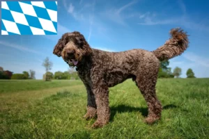 Read more about the article Criadores de Labradoodle e cachorros na Baviera