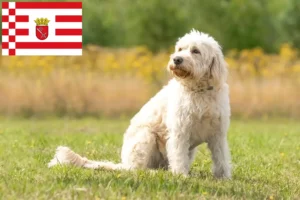 Read more about the article Criadores de Labradoodle e cachorros em Bremen