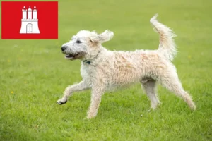 Read more about the article Criadores de Labradoodle e cachorros em Hamburgo