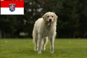 Read more about the article Criadores de Labradoodle e cachorros em Hessen