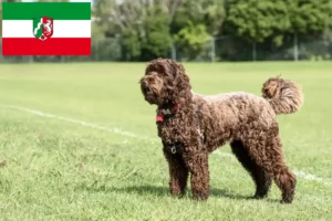 Read more about the article Criadores de Labradoodle e cachorros na Renânia do Norte-Vestefália