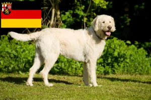 Read more about the article Criadores de Labradoodle e cachorros em Renânia-Palatinado