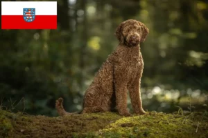 Read more about the article Criadores de Labradoodle e cachorros em Thuringia