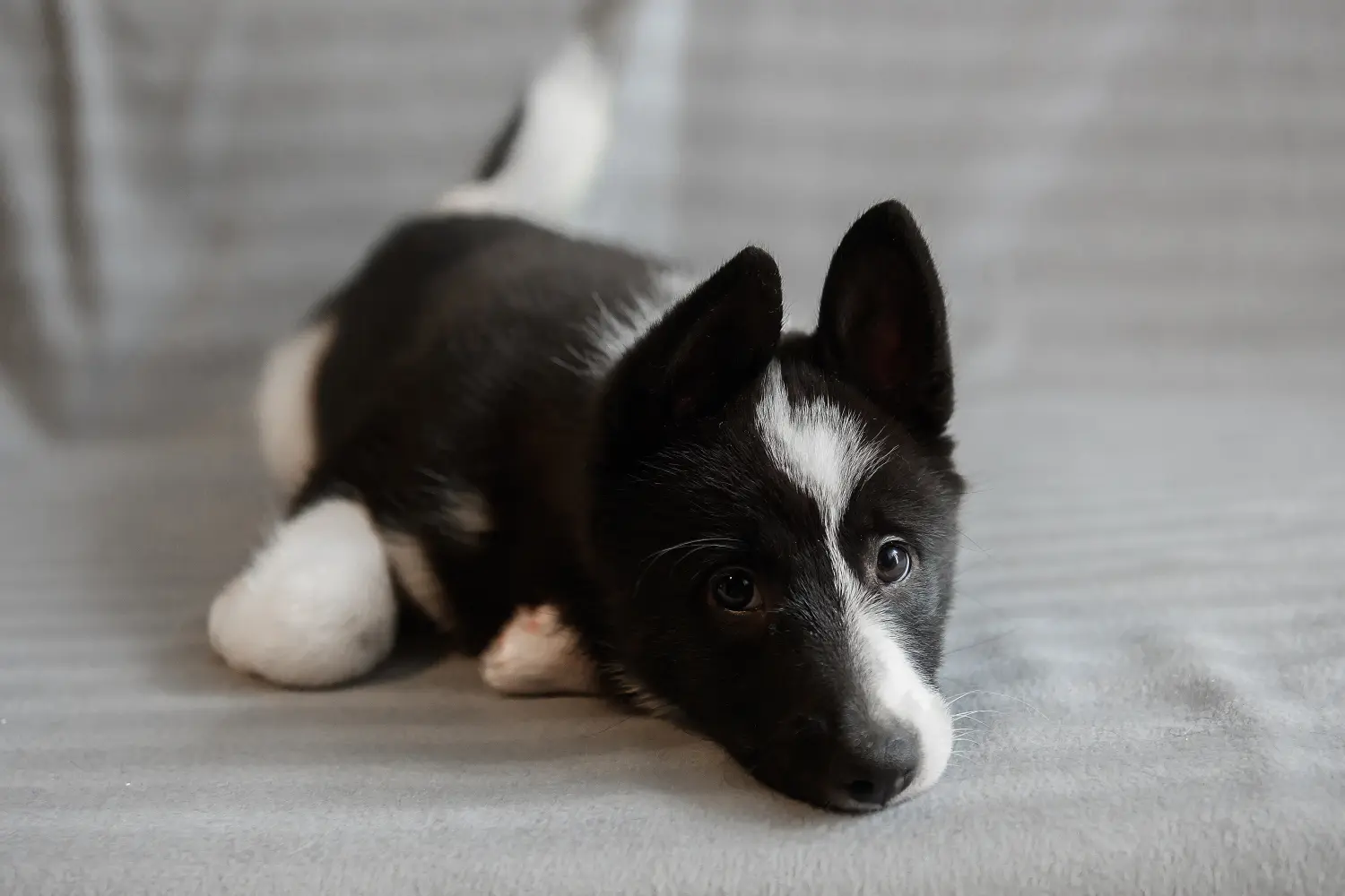 Comprar um cachorro Laika significa assumir a responsabilidade! Comprar cachorros Laika.