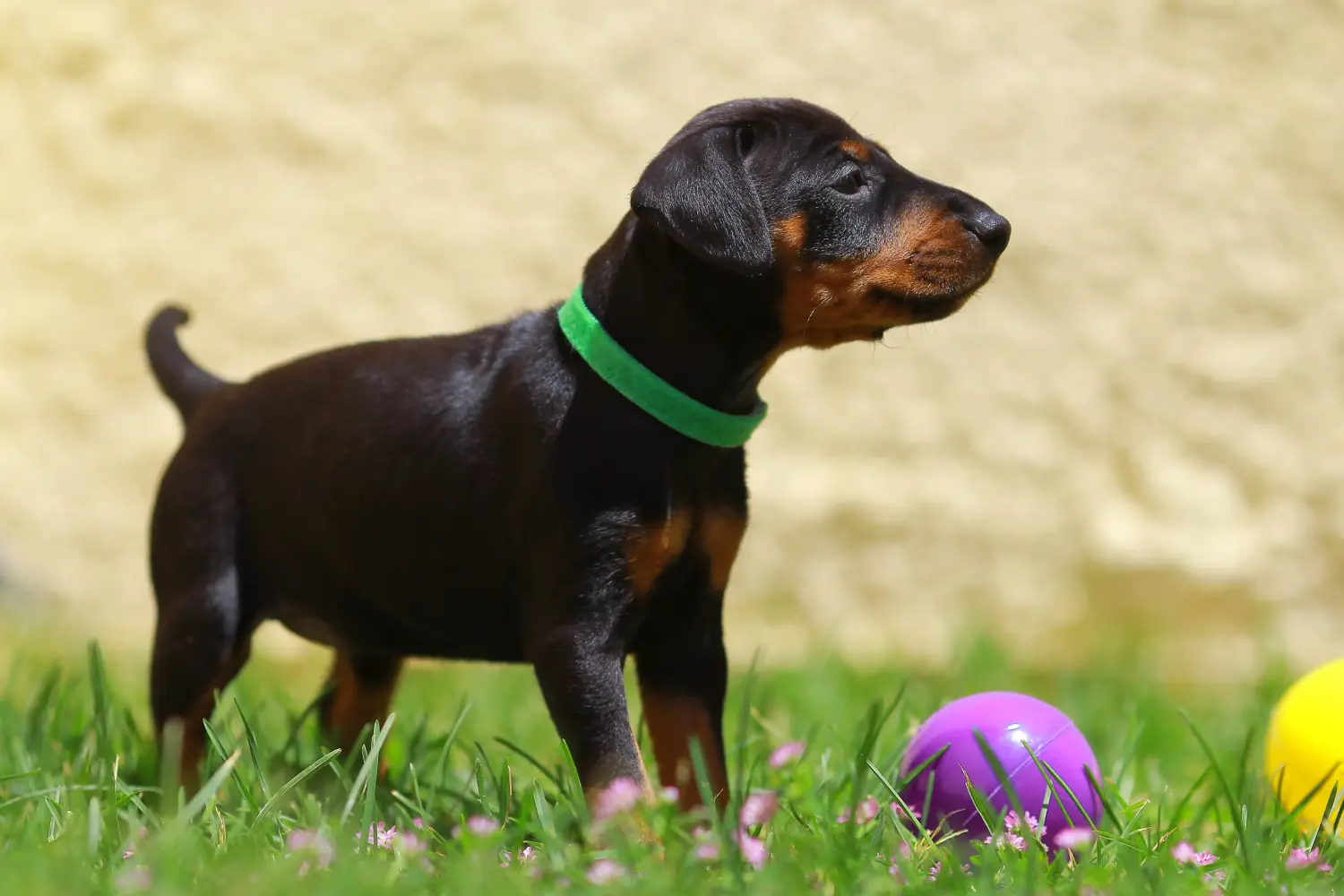 Comprar um cachorro Manchester Terrier significa assumir responsabilidades! Comprar cachorros de Manchester Terrier.