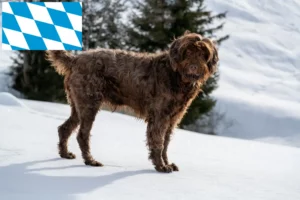 Read more about the article Criadores de Pudelpointer e cachorros na Baviera