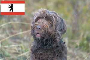 Read more about the article Criadores de Pudelpointer e cachorros em Berlim
