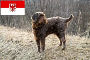 Read more about the article Criadores de Pudelpointer e cachorros em Brandenburg