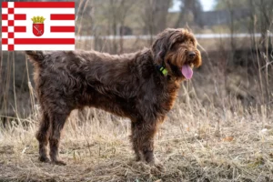 Read more about the article Criadores de Pudelpointer e cachorros em Bremen