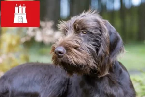 Read more about the article Criadores de Pudelpointer e cachorros em Hamburgo