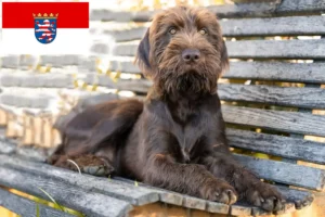 Read more about the article Criadores de Pudelpointer e cachorros em Hessen