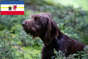 Read more about the article Criadores de Pudelpointer e cachorros em Mecklenburg-Vorpommern