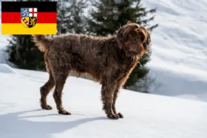 Read more about the article Criadores de Pudelpointer e cachorros em Saarland