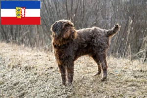 Read more about the article Criadores de Pudelpointer e cachorros em Schleswig-Holstein