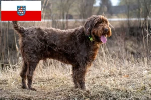 Read more about the article Criadores de Pudelpointer e cachorros na Turíngia