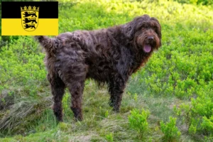 Read more about the article Criadores de Pudelpointer e cachorros em Baden-Württemberg