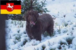 Read more about the article Criadores de Pudelpointer e cachorros na Baixa Saxónia