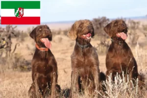 Read more about the article Criadores de Pudelpointer e cachorros na Renânia do Norte-Vestefália