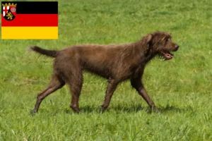 Read more about the article Criadores de Pudelpointer e cachorros em Renânia-Palatinado