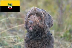 Read more about the article Criadores de Pudelpointer e cachorros em Saxónia-Anhalt