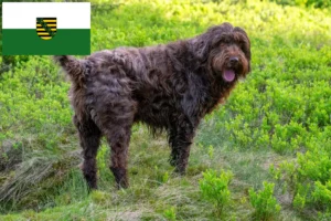 Read more about the article Criadores de Pudelpointer e cachorros na Saxónia