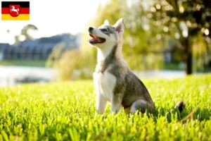 Read more about the article Criador de Alaskan Klee Kai e cachorros na Baixa Saxónia