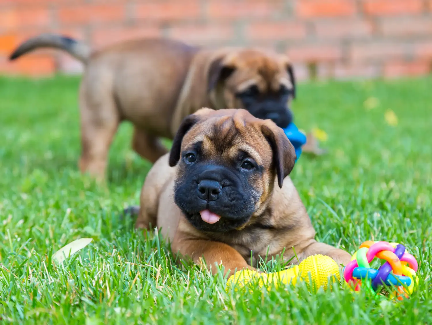 Comprar um cachorro Bullmastiff significa assumir responsabilidades! Comprar cachorros Bullmastiff.