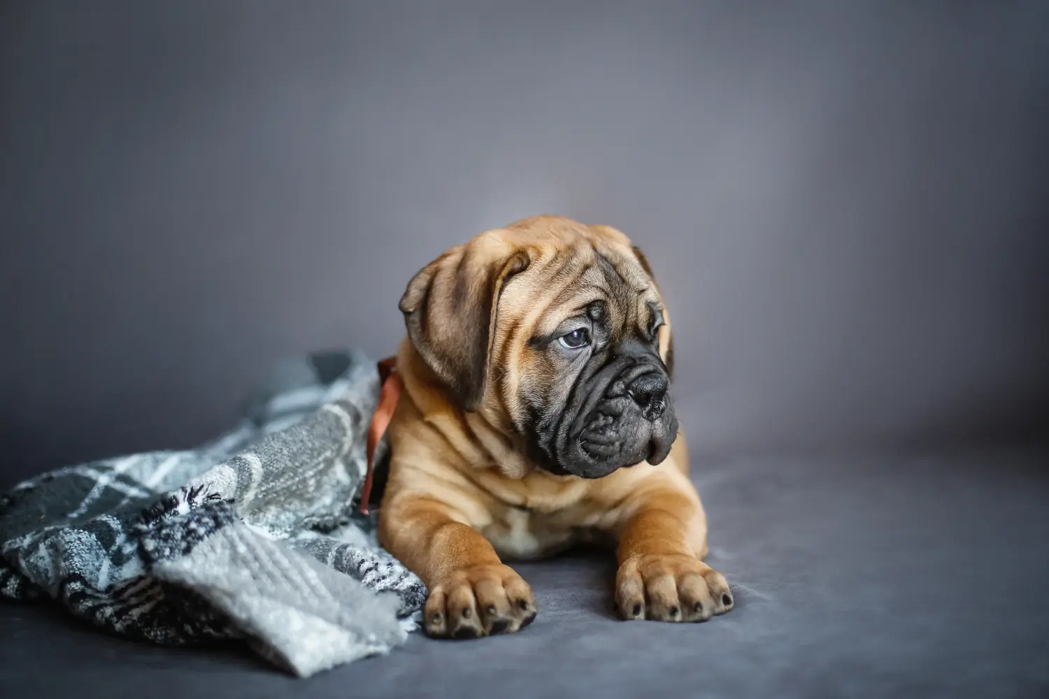 Comprar um cachorro Bullmastiff significa assumir responsabilidades! Comprar cachorros Bullmastiff.