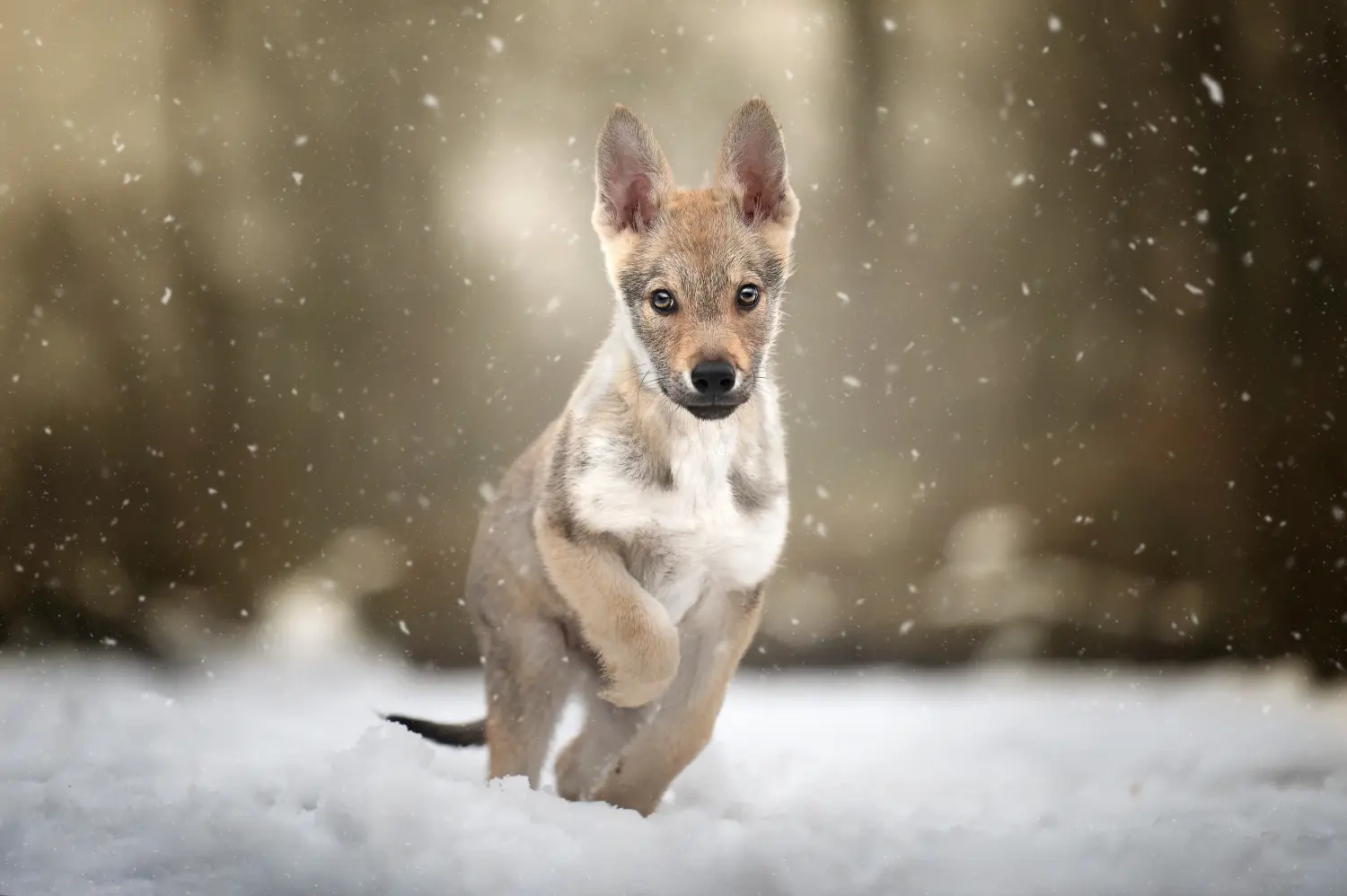 Comprar um cachorro Czechoslovakian Wolfhound significa assumir a responsabilidade! Comprar cachorros Czechoslovakian Wolfhound.