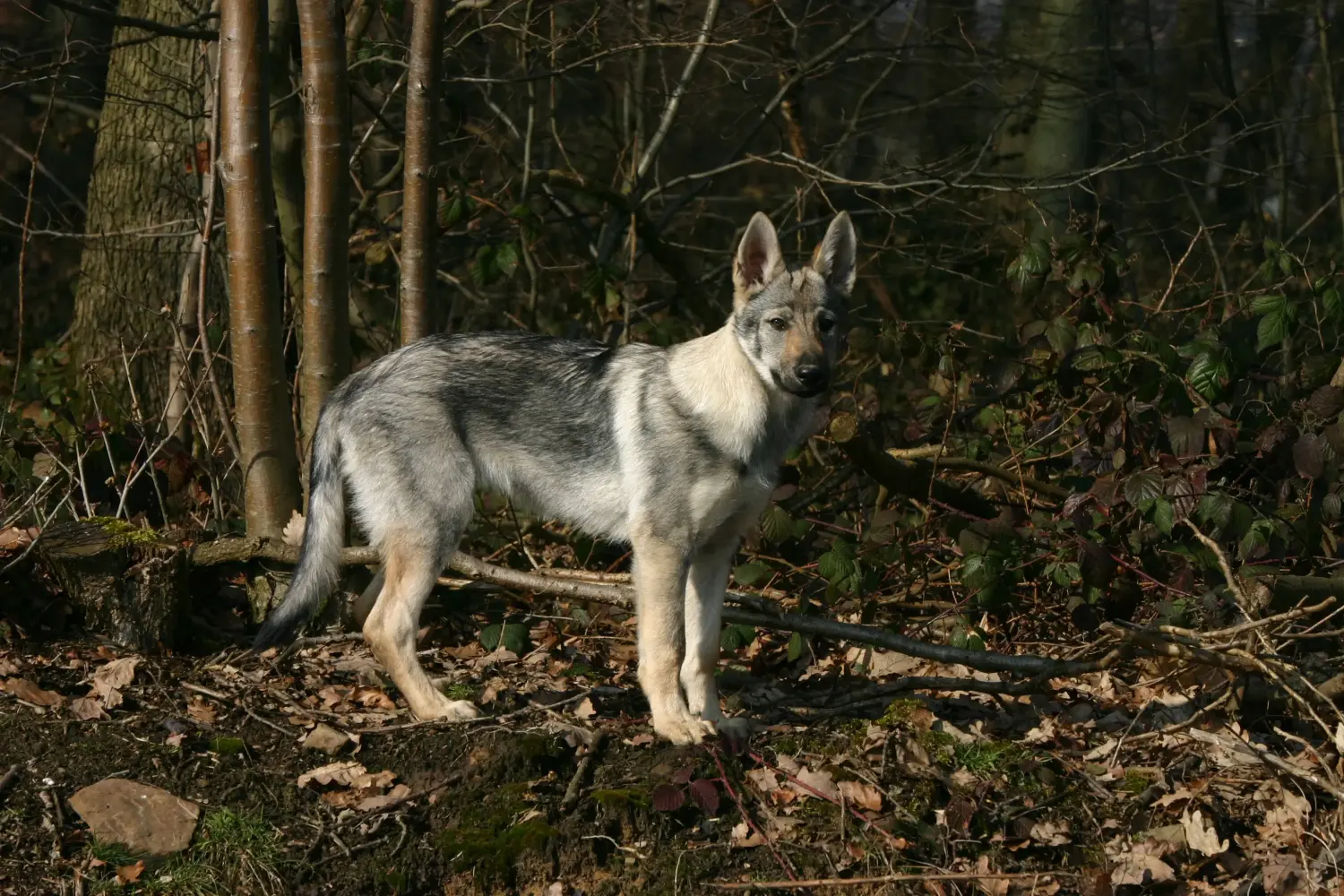 Comprar um cachorro Czechoslovakian Wolfhound significa assumir a responsabilidade! Comprar cachorros Czechoslovakian Wolfhound.