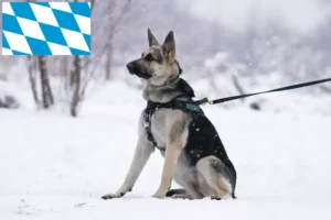 Read more about the article Criador de cães de pastor da Europa de Leste e cachorros na Baviera