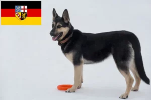 Read more about the article Criador de cães de pastor da Europa de Leste e cachorros em Saarland