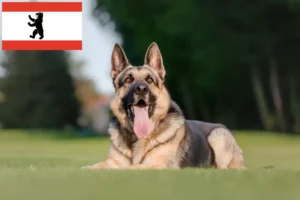 Read more about the article Criador de cães de pastor da Europa de Leste e cachorros em Berlim