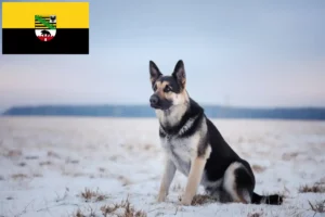 Read more about the article Criador de cães de pastor da Europa de Leste e cachorros em Saxónia-Anhalt