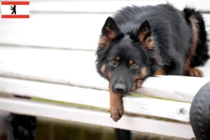 Read more about the article Criadores de Chodský pes e cachorros em Berlim