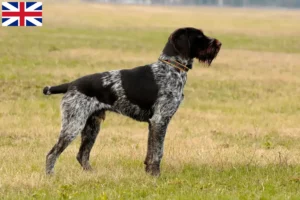 Read more about the article Criadores de pelo de arame alemão e cachorros na Grã-Bretanha