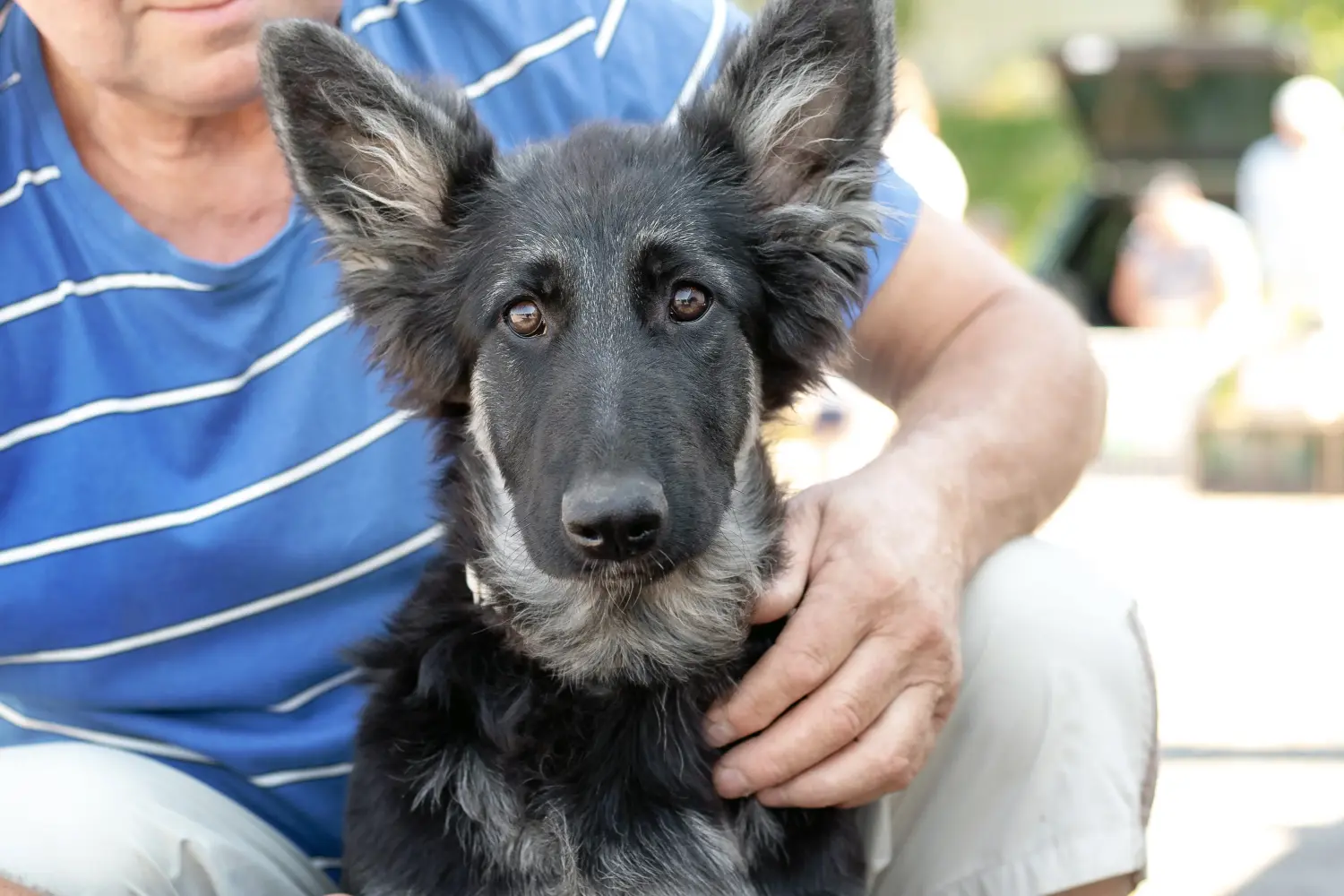Comprar um cachorro de pastor da Europa de Leste significa assumir responsabilidades! Comprar cachorros de pastor da Europa de Leste.