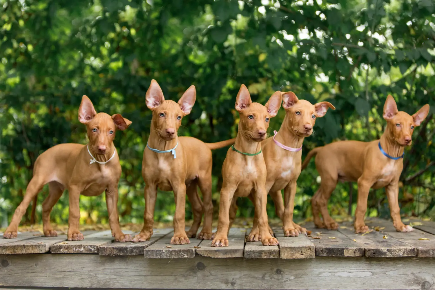 Comprar um cachorro Pharaoh Hound significa assumir responsabilidades! Comprar cachorros Pharaoh Hound.