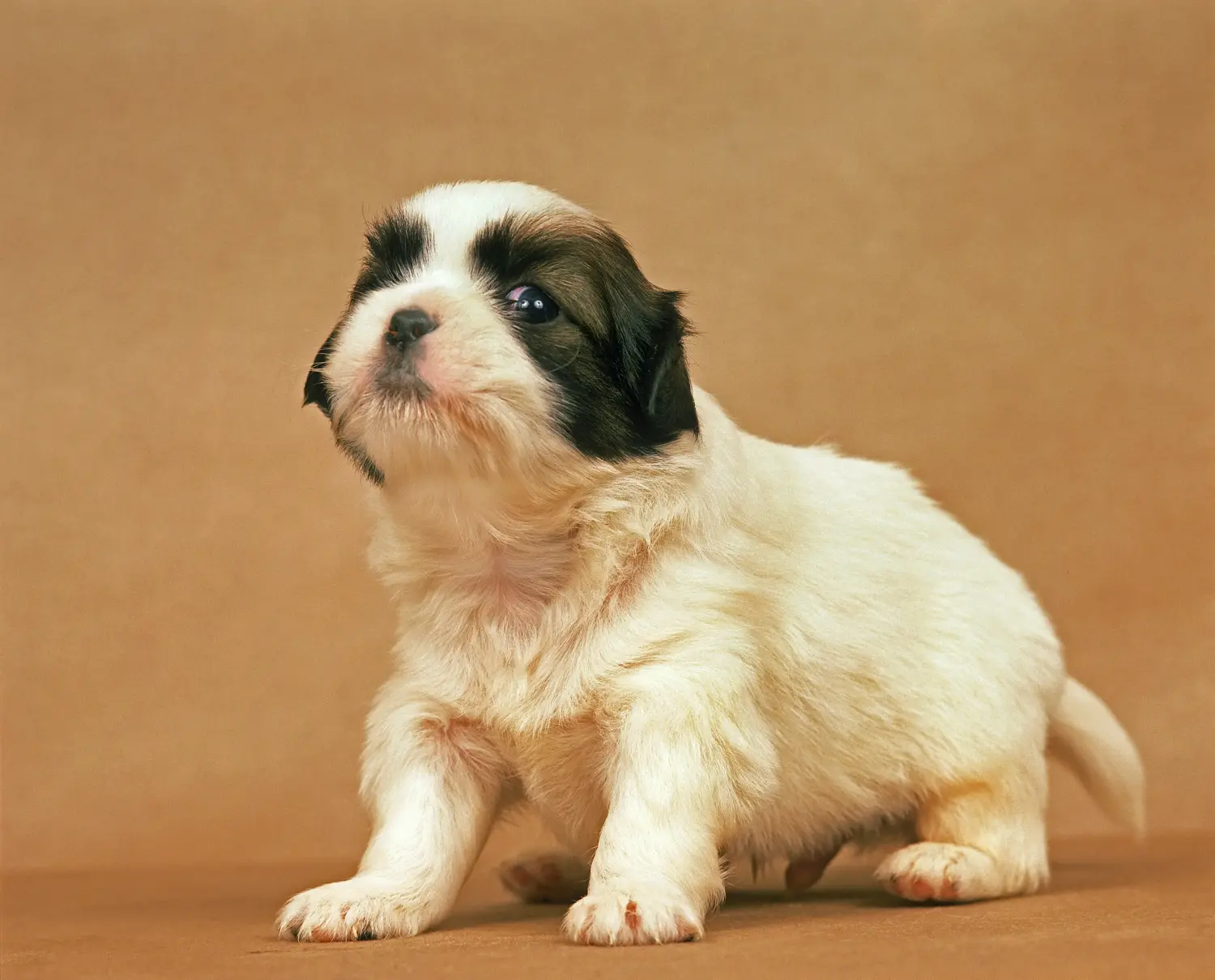 Comprar um cachorro spaniel tibetano significa assumir responsabilidades! Comprar cachorros spaniel tibetano.