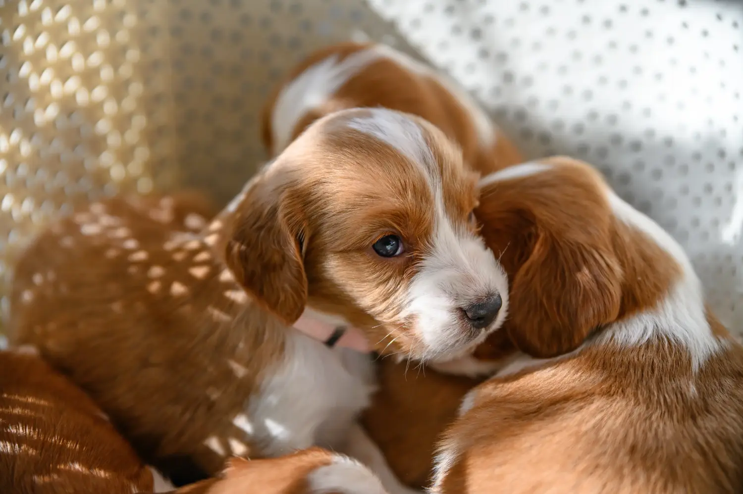 Comprar um cachorro Springer Spaniel de Gales significa assumir responsabilidades! Comprar cachorros Welsh Springer Spaniel.