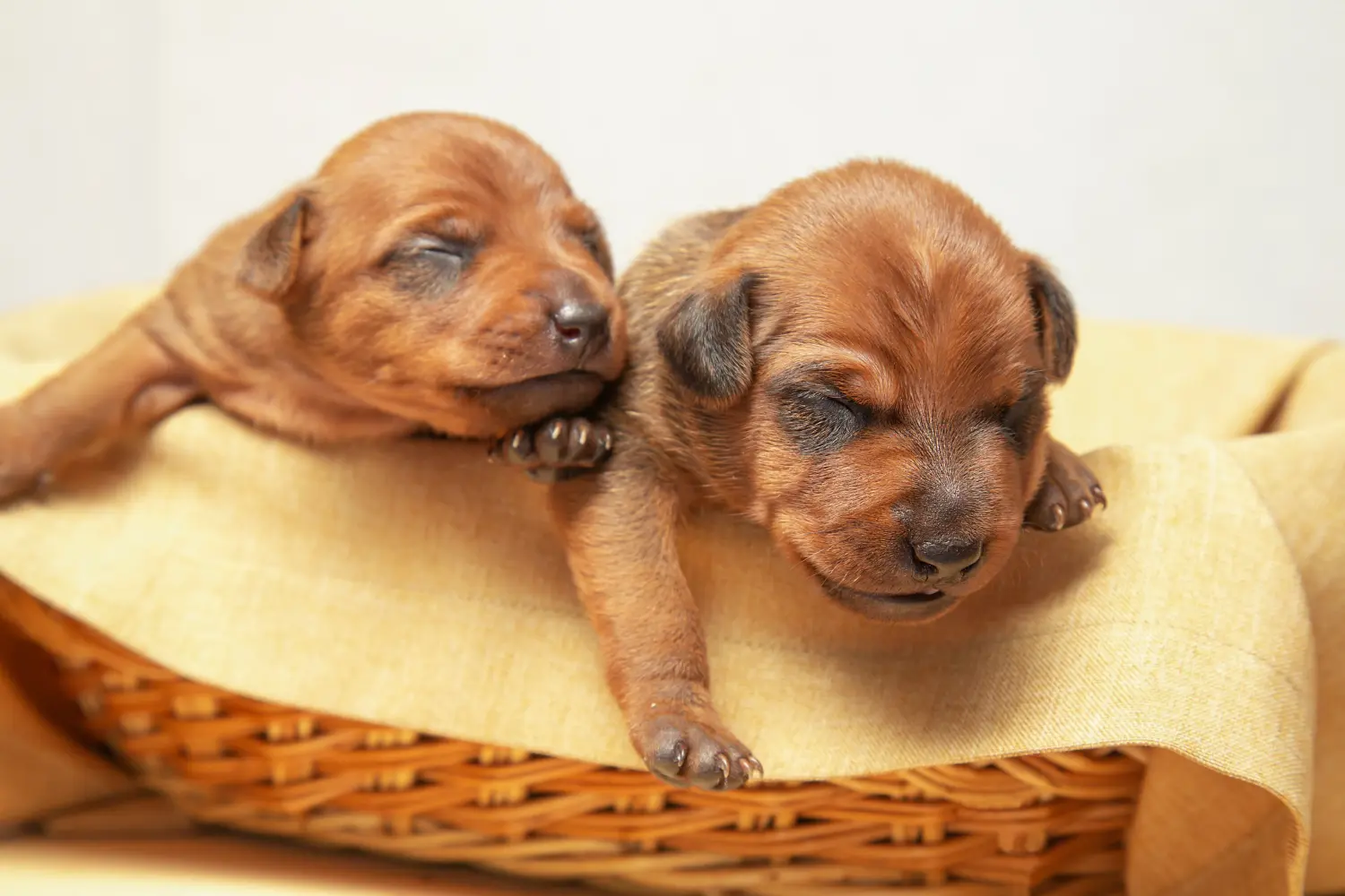 Comprar um cachorro Pinscher Miniatura significa assumir responsabilidades! Comprar cachorros Pinscher miniatura.