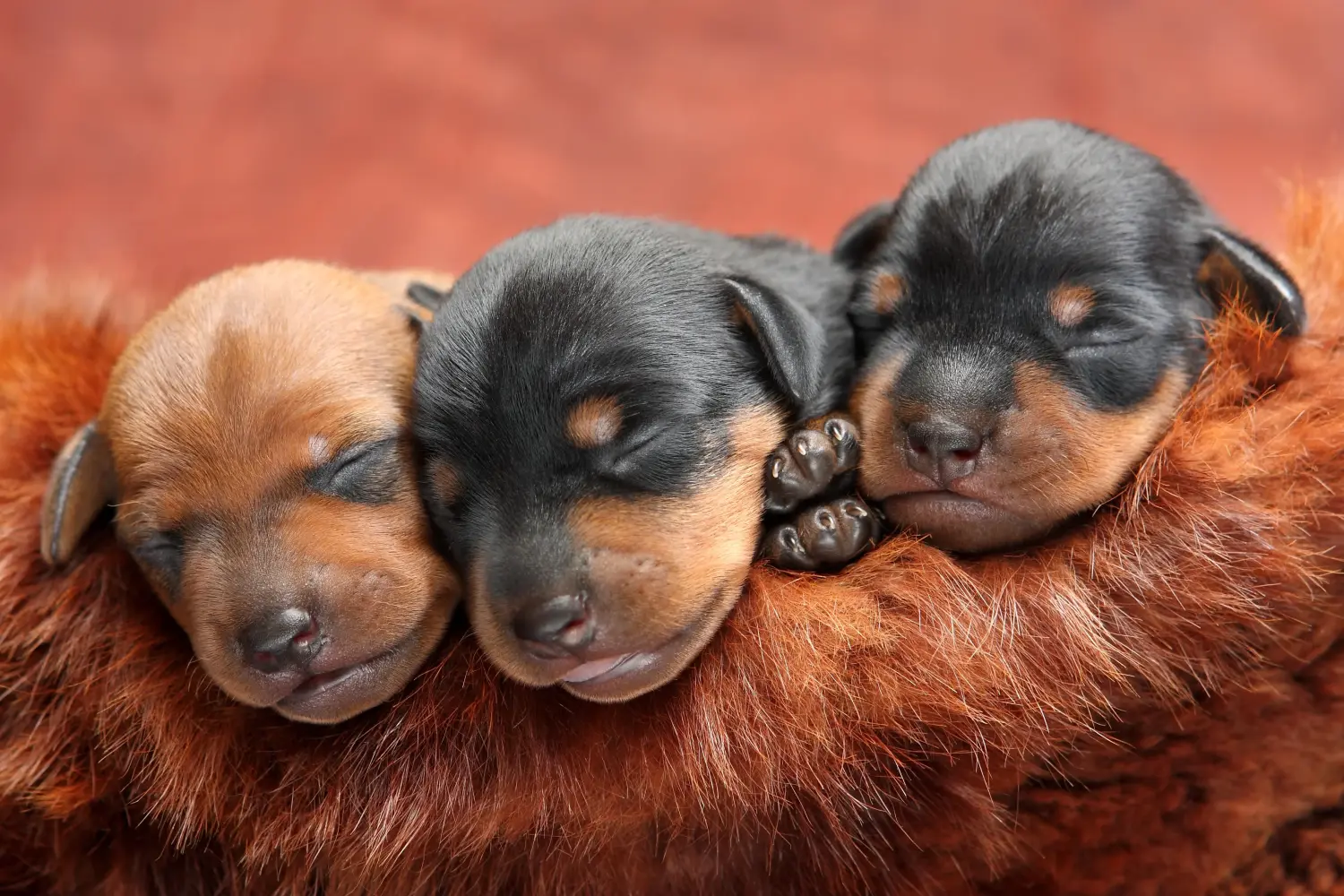 Comprar um cachorro Pinscher Miniatura significa assumir responsabilidades! Comprar cachorros Pinscher miniatura.