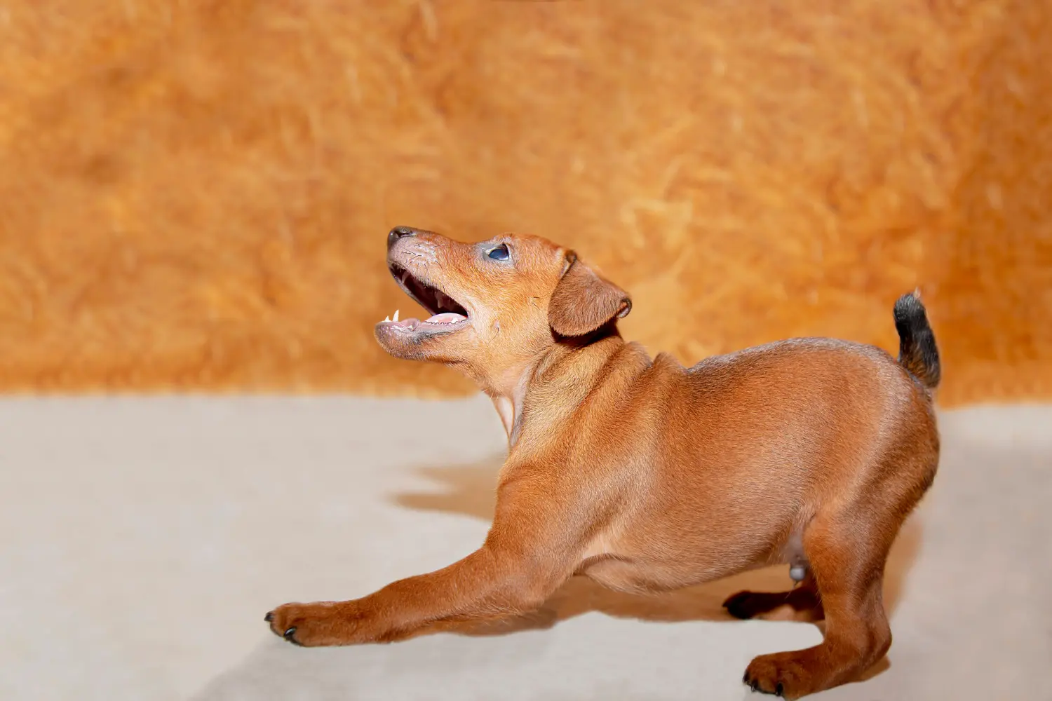 Comprar um cachorro Pinscher Miniatura significa assumir responsabilidades! Comprar cachorros Pinscher miniatura.