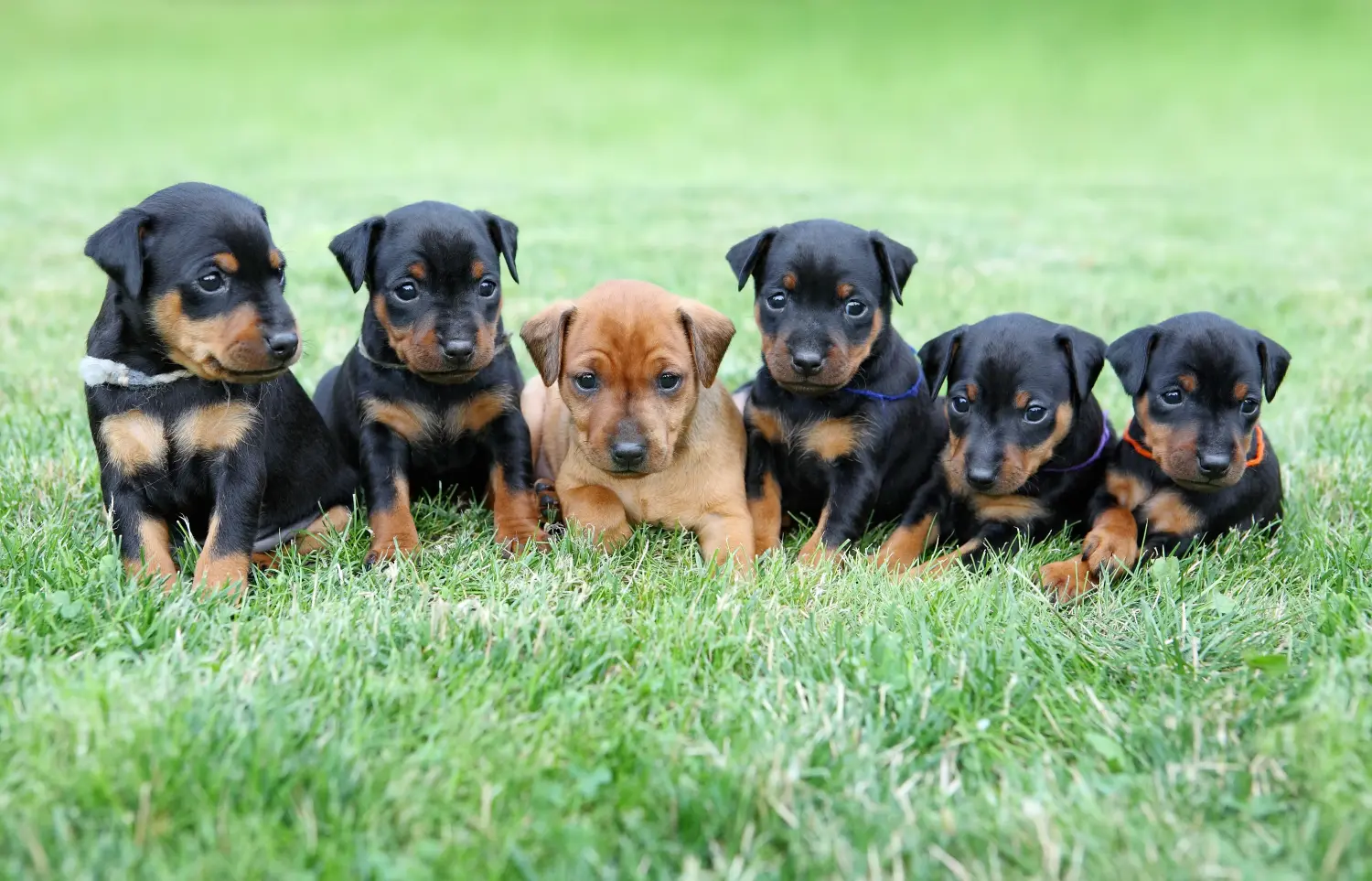 Comprar um cachorro Pinscher Miniatura significa assumir responsabilidades! Comprar cachorros Pinscher miniatura.