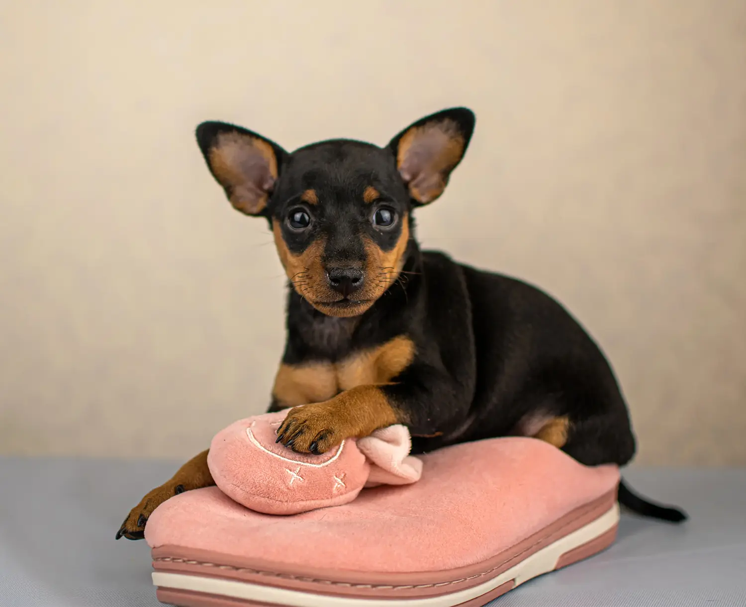 Comprar um cachorro Pinscher Miniatura significa assumir responsabilidades! Comprar cachorros Pinscher miniatura.