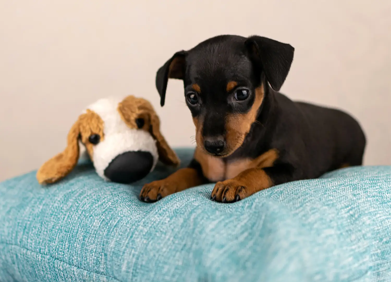 Comprar um cachorro Pinscher Miniatura significa assumir responsabilidades! Comprar cachorros Pinscher miniatura.