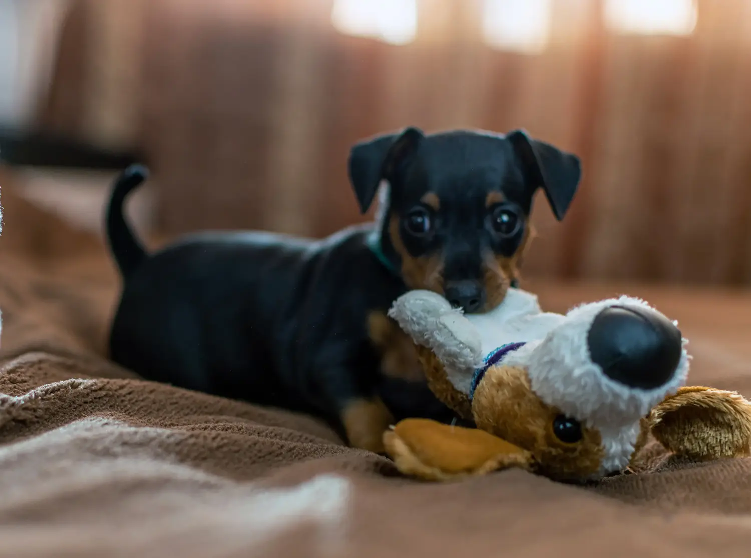 Comprar um cachorro Pinscher Miniatura significa assumir responsabilidades! Comprar cachorros Pinscher miniatura.
