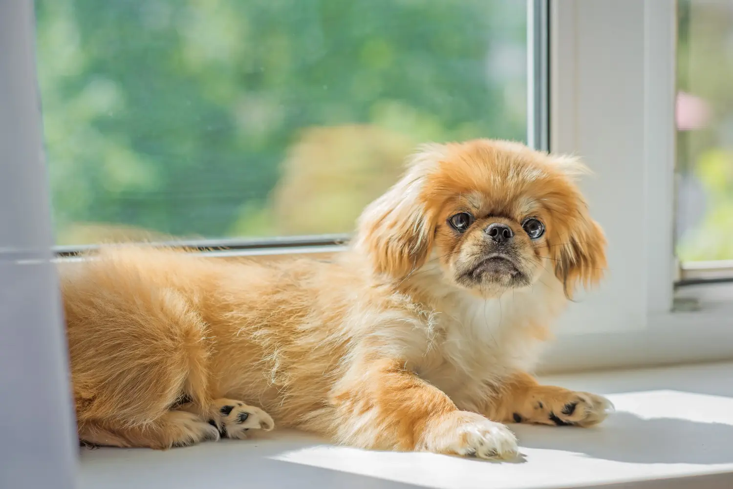 Comprar um cachorro spaniel tibetano significa assumir responsabilidades! Comprar cachorros spaniel tibetano.